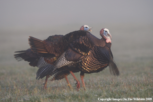 Eastern Wild Turkeys in habitat