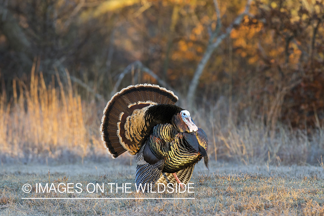 Rio Grande Turkey in habitat.