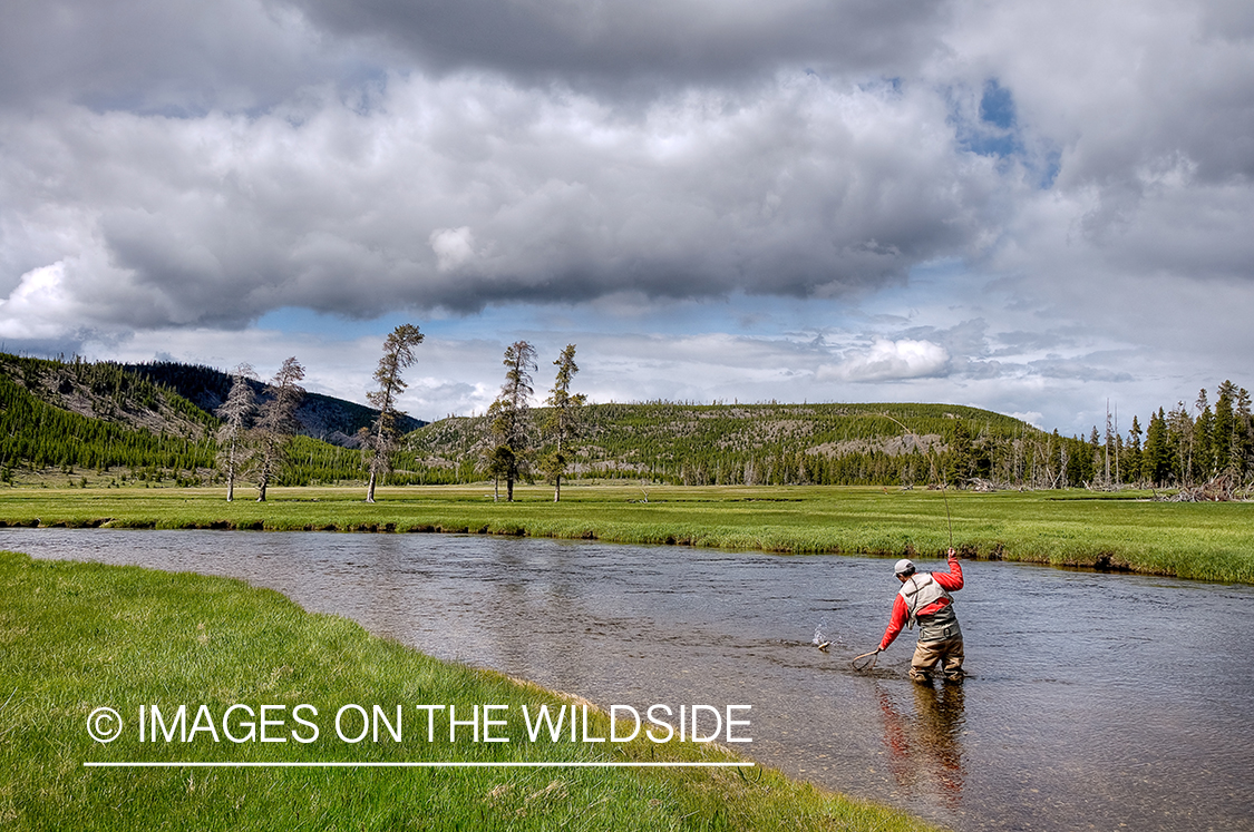 Flyfishing on Firehole River, Yellowstone National Park. 