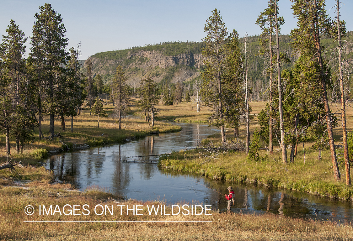 Flyfishing woman on Iron Creek, Yellowstone National Park.