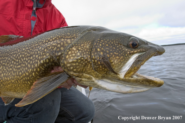 Flyfisherman with lake trout (close up of trout).