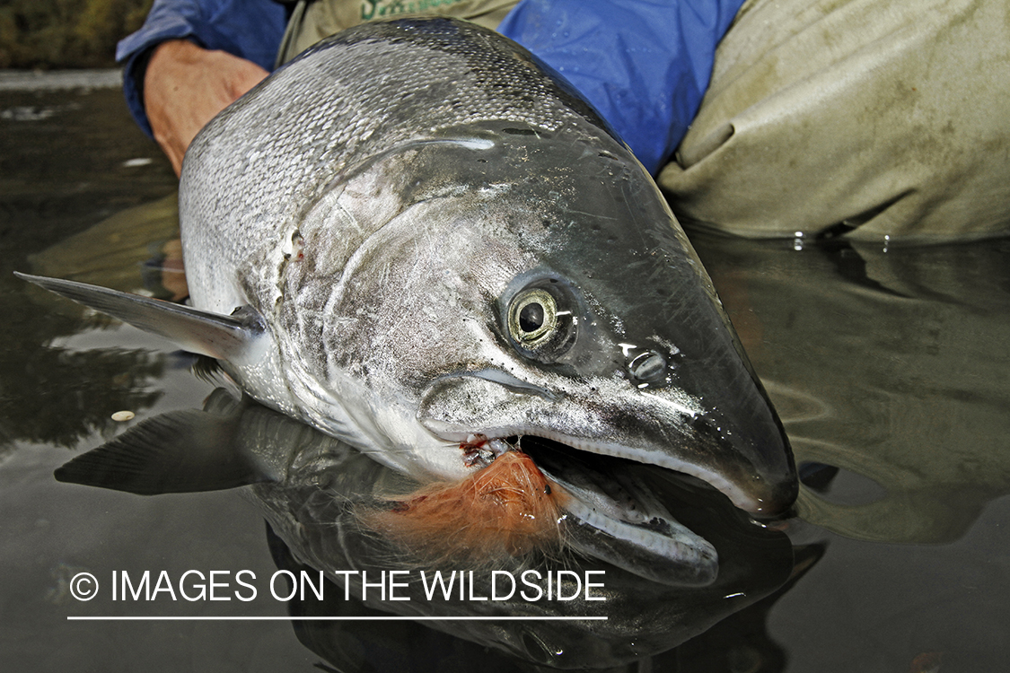 Flyfisherman with Silver Salmon, in Alaska.