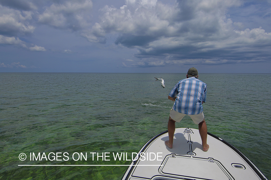 Flyfisherman fighting jumping tarpon on line.