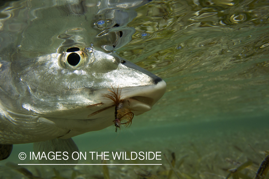 Bonefish on line. 