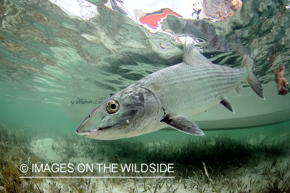 Flyfisherman releasing bonefish.