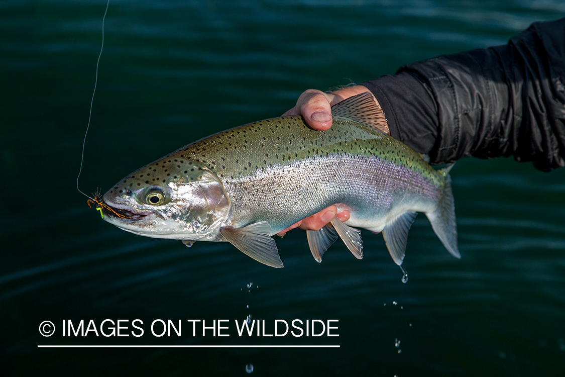 Rainbow trout.