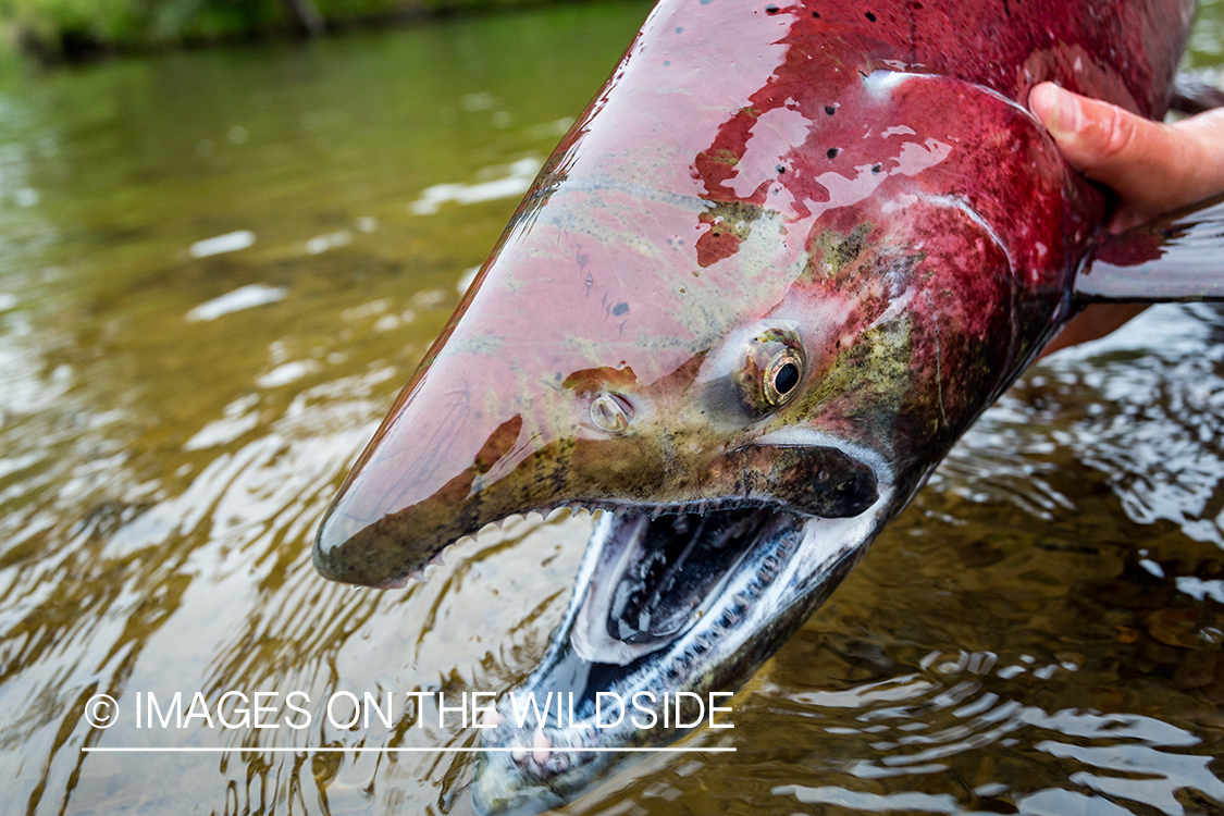 Flyfisher Camille Egdorf releasing King salmon. 