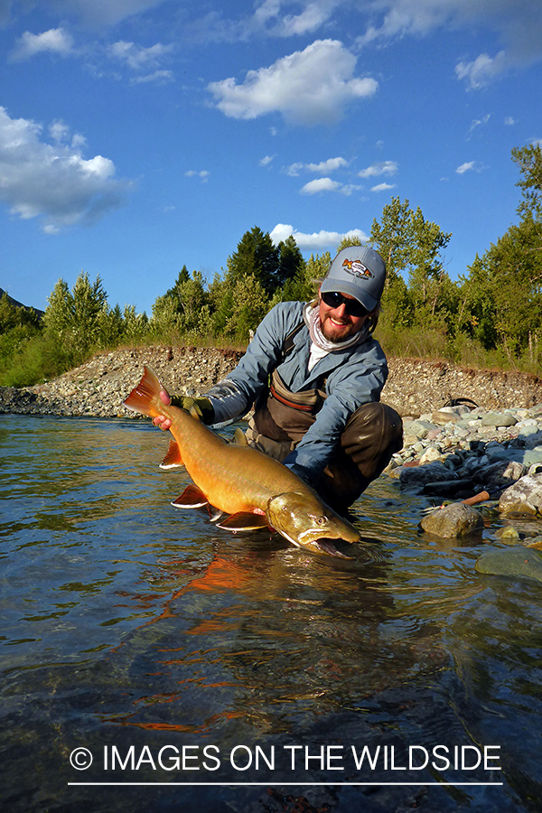 Flyfisherman releasing bull trout.