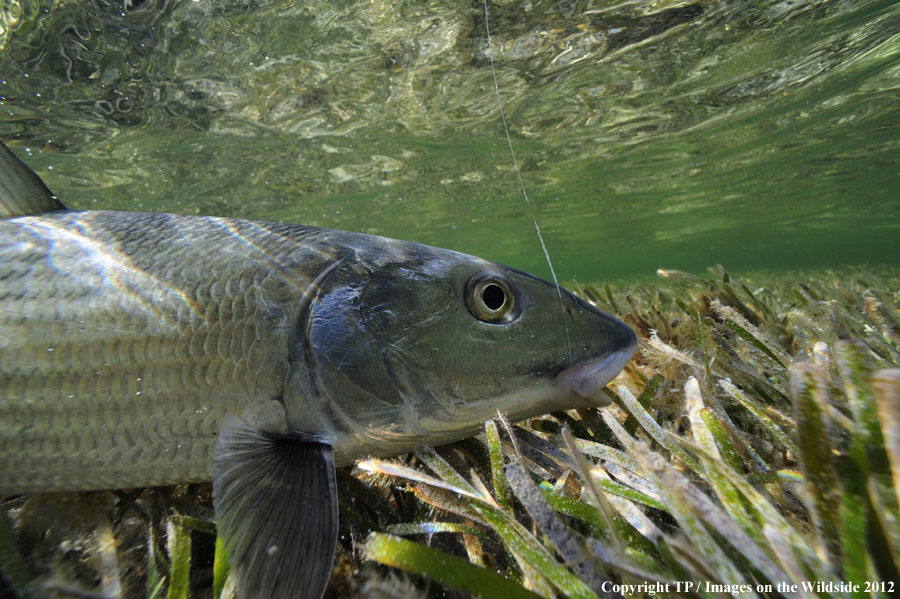 Flyfishing for bonefish.