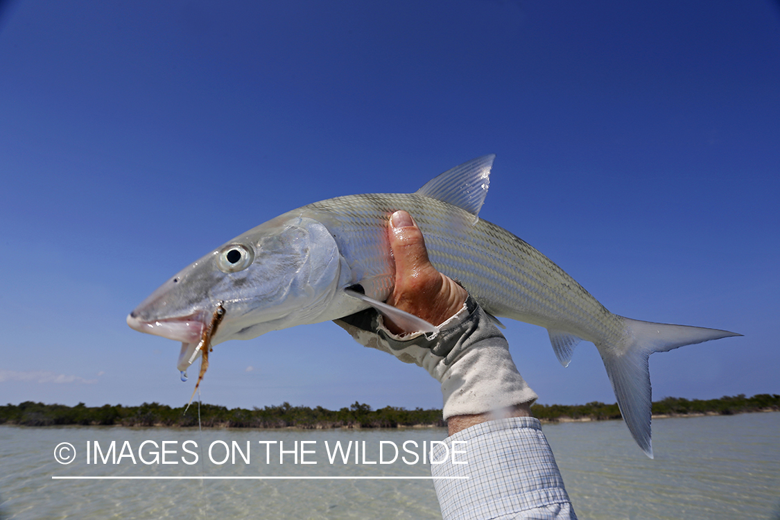 Bonefish with fly in mouth.