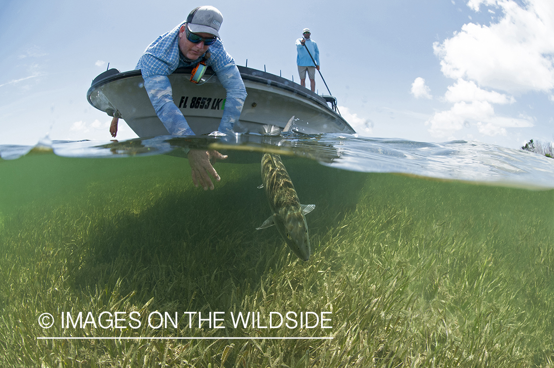 Flyfisherman releasing bonefish.