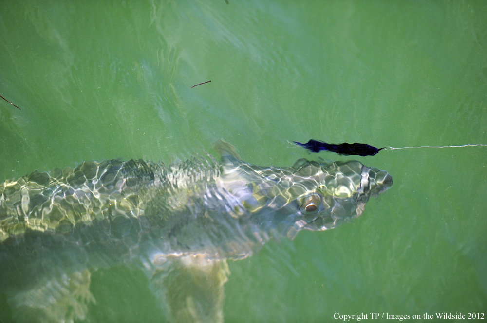 Tarpon chasing fly. 