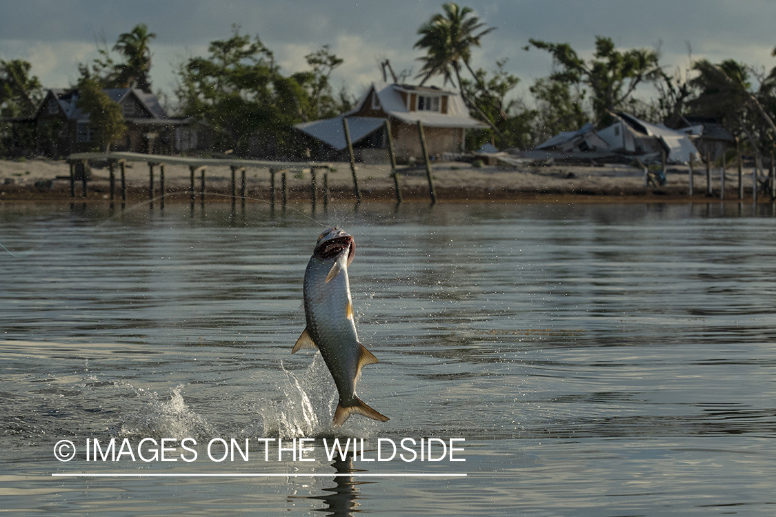 Tarpon on the line jumping.