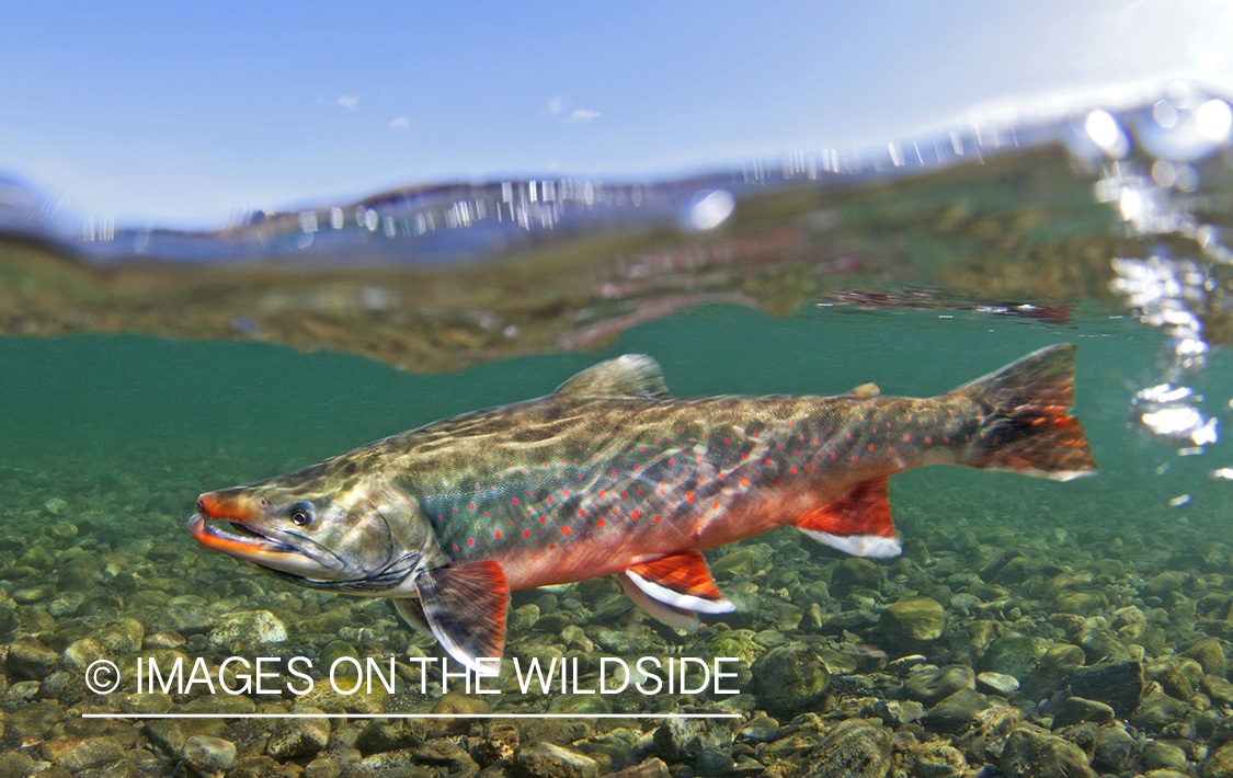 Arctic Char in habitat.