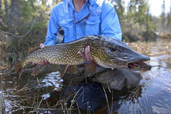 Flyfisherman with Northern pike