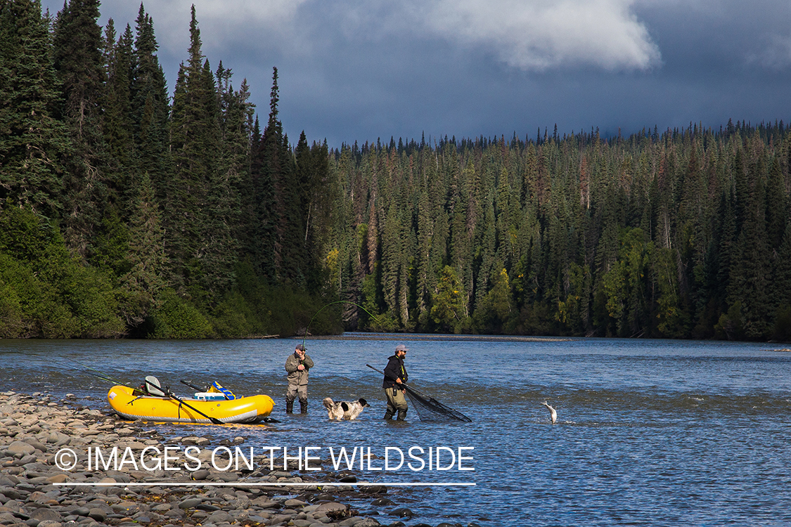 Flyfishing for steelhead on Nass River, British Columbia.