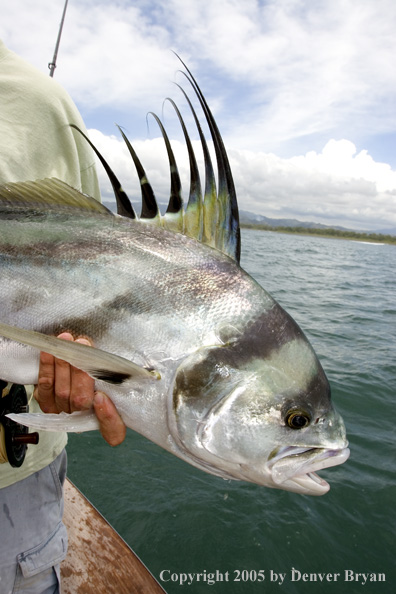 Fisherman with roosterfish.