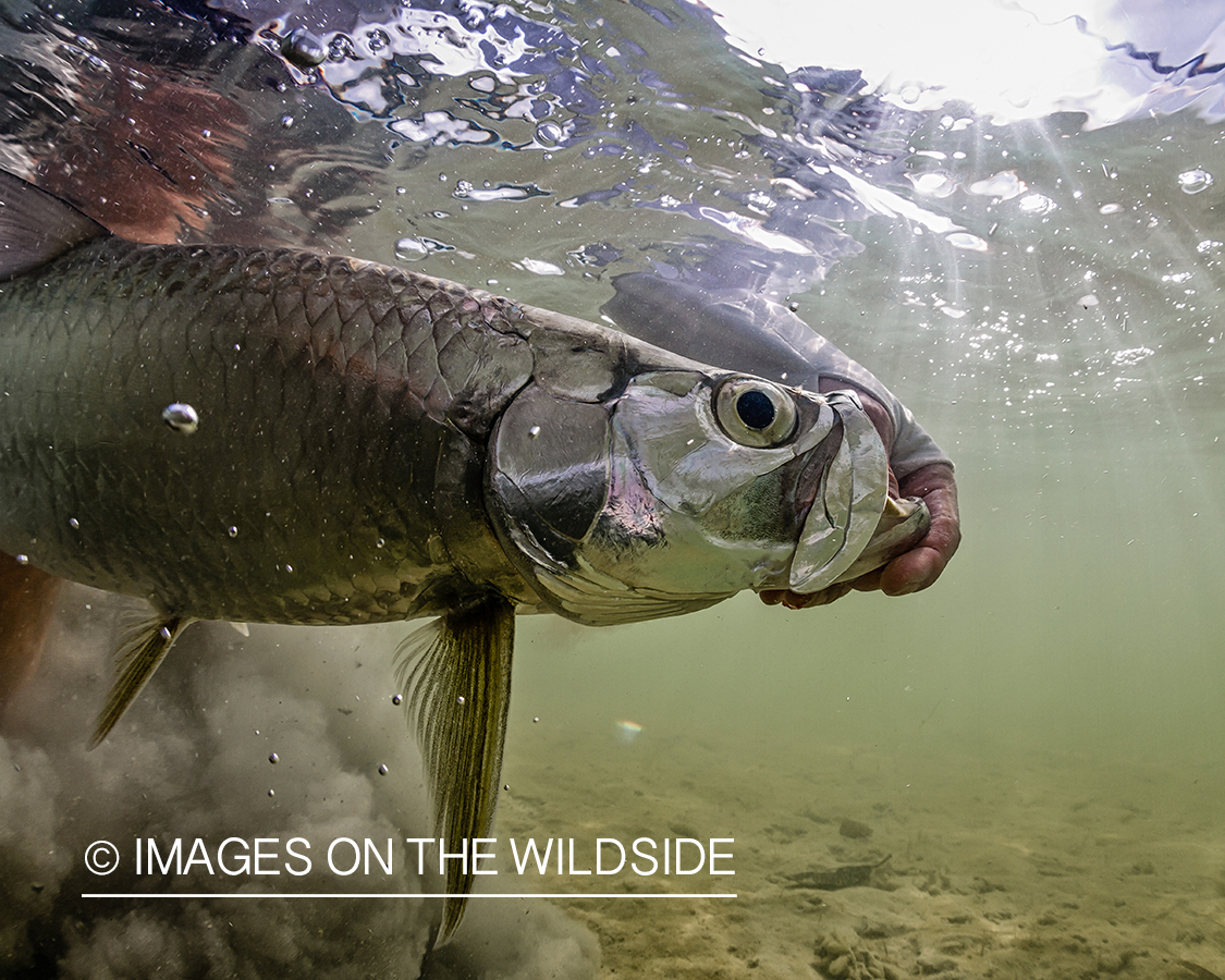 Flyfisherman releasing tarpon.