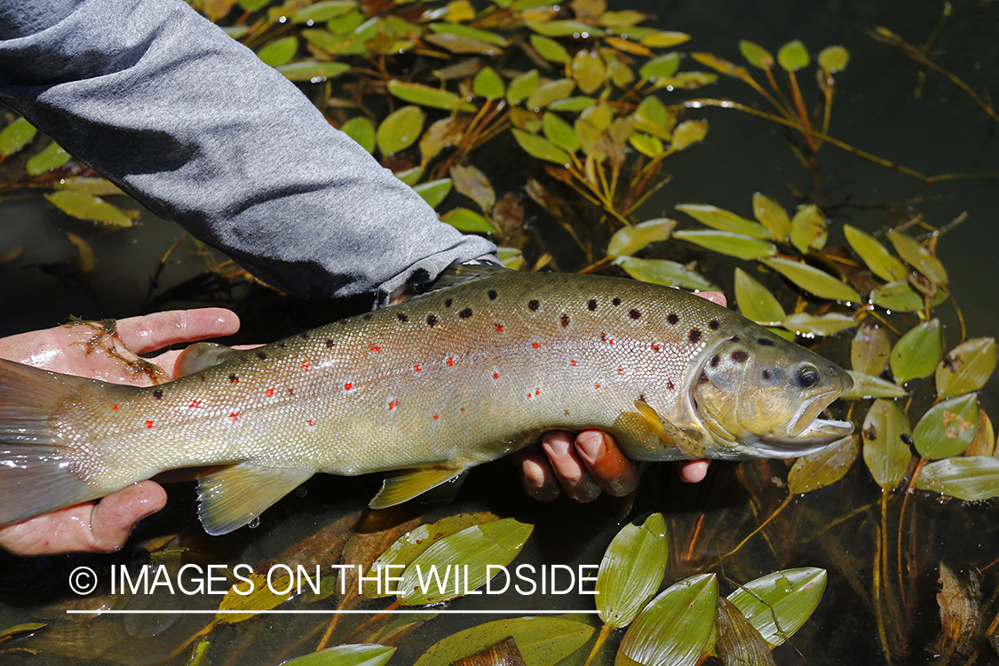 Flyfisherman releasing brown trout.