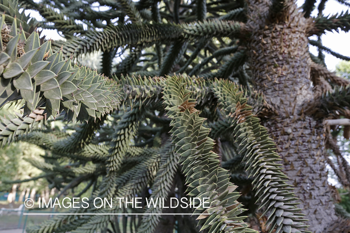 Monkey Puzzle tree in Patagonia, Argentina.