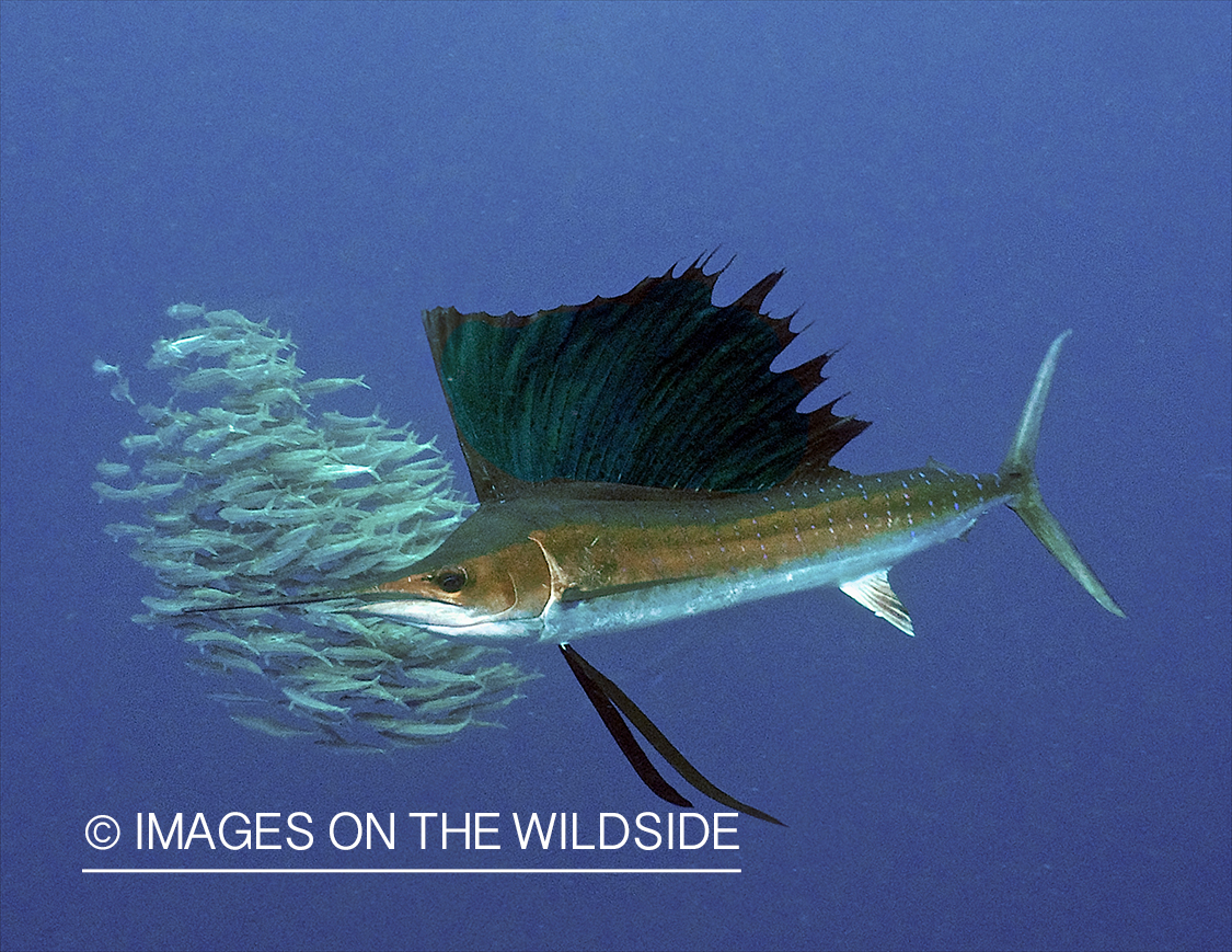 Sailfish hunting bait fish in open ocean.