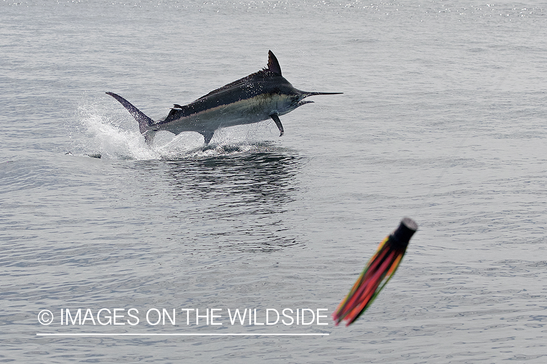 Deep sea fisherman fighting jumping blue marlin.
