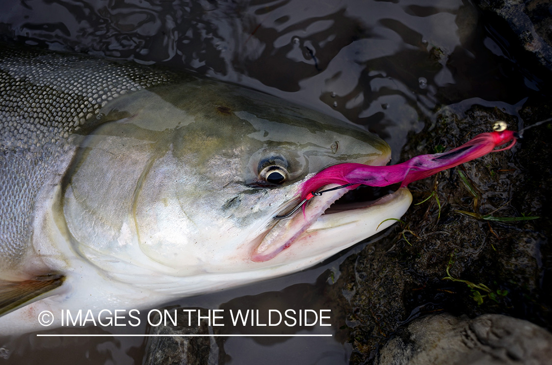 Arctic Char with fly in mouth.