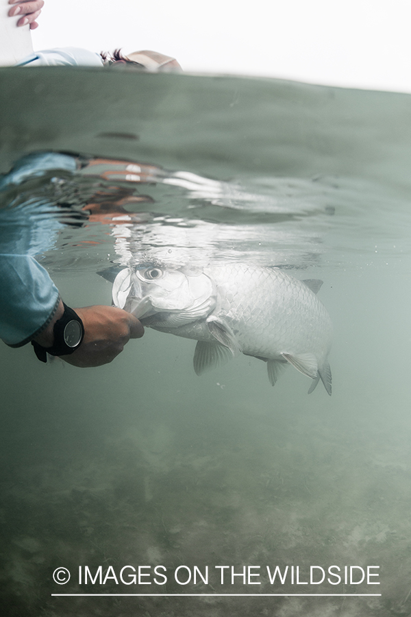 Tarpon underwater