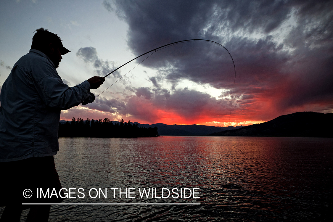 Flyfisherman fighting trout. 