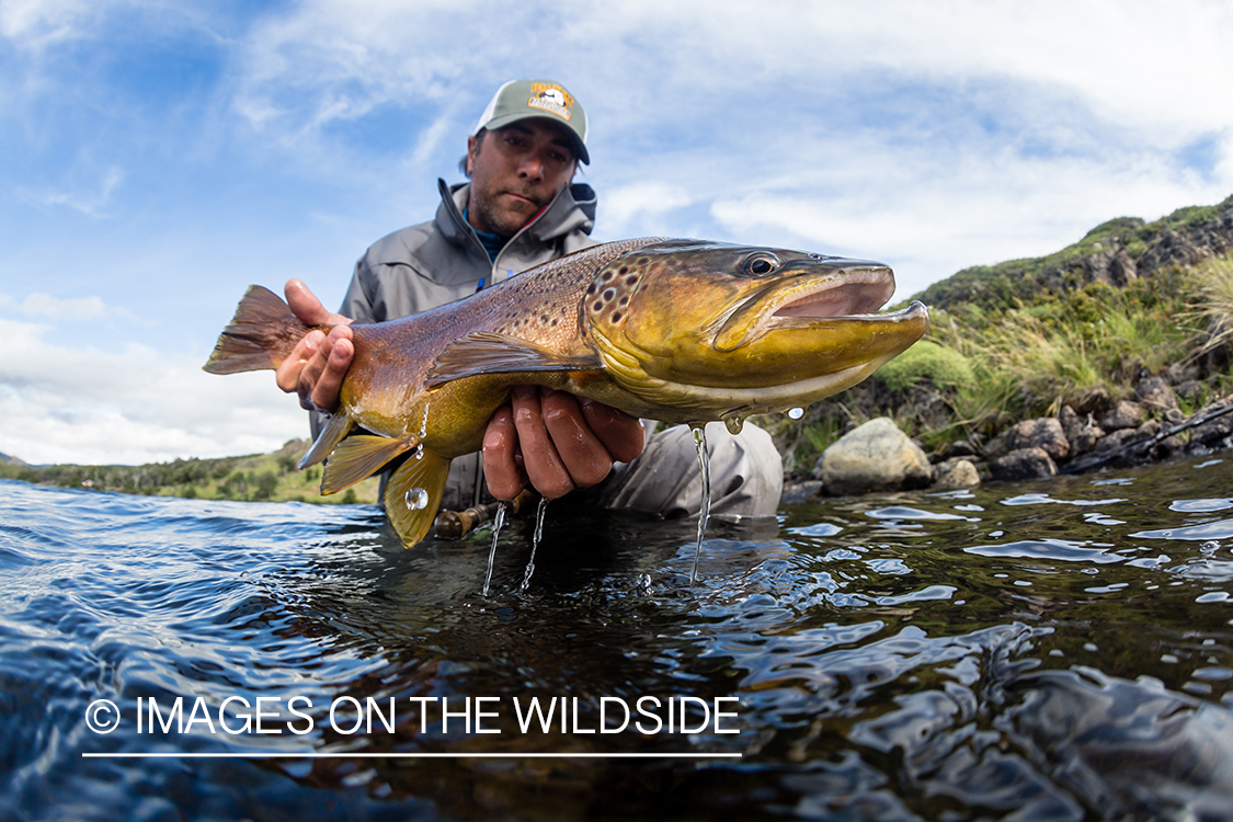 Flyfisherman releasing trout.