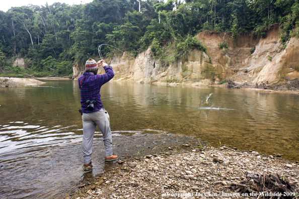 Flyfisherman landing a Golden Dorado