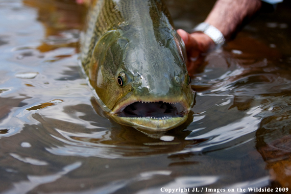 Golden Dorado fish species