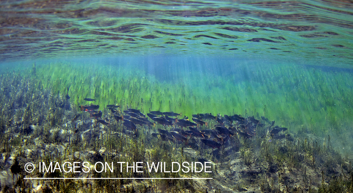 Brook trout in habitat.