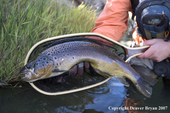 Flyfisherman holding/releasing brown trout.  Closeup of trout.