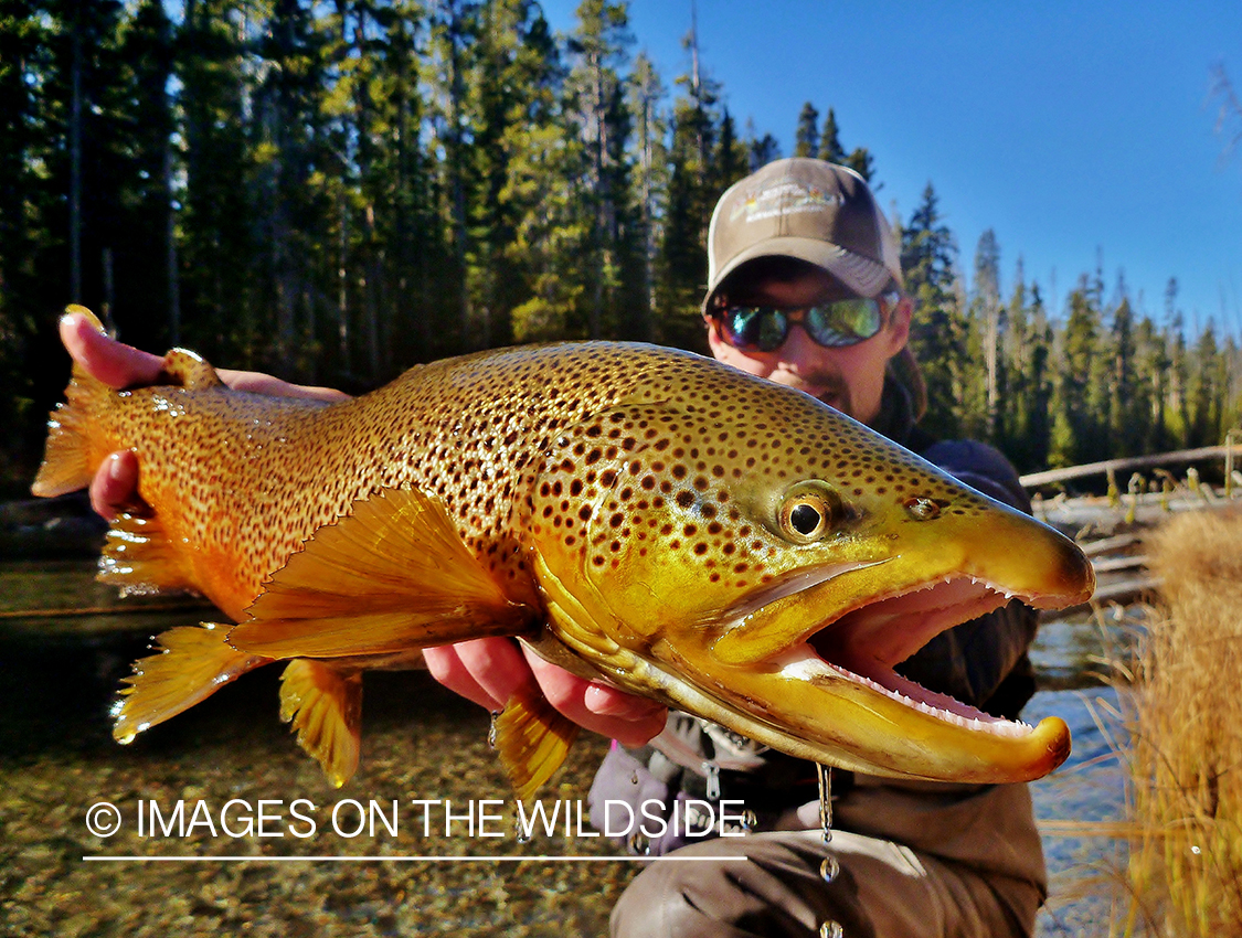 Flyfisherman with brown trout.