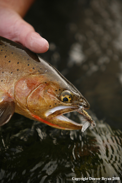 Cutthroat Trout With Fly