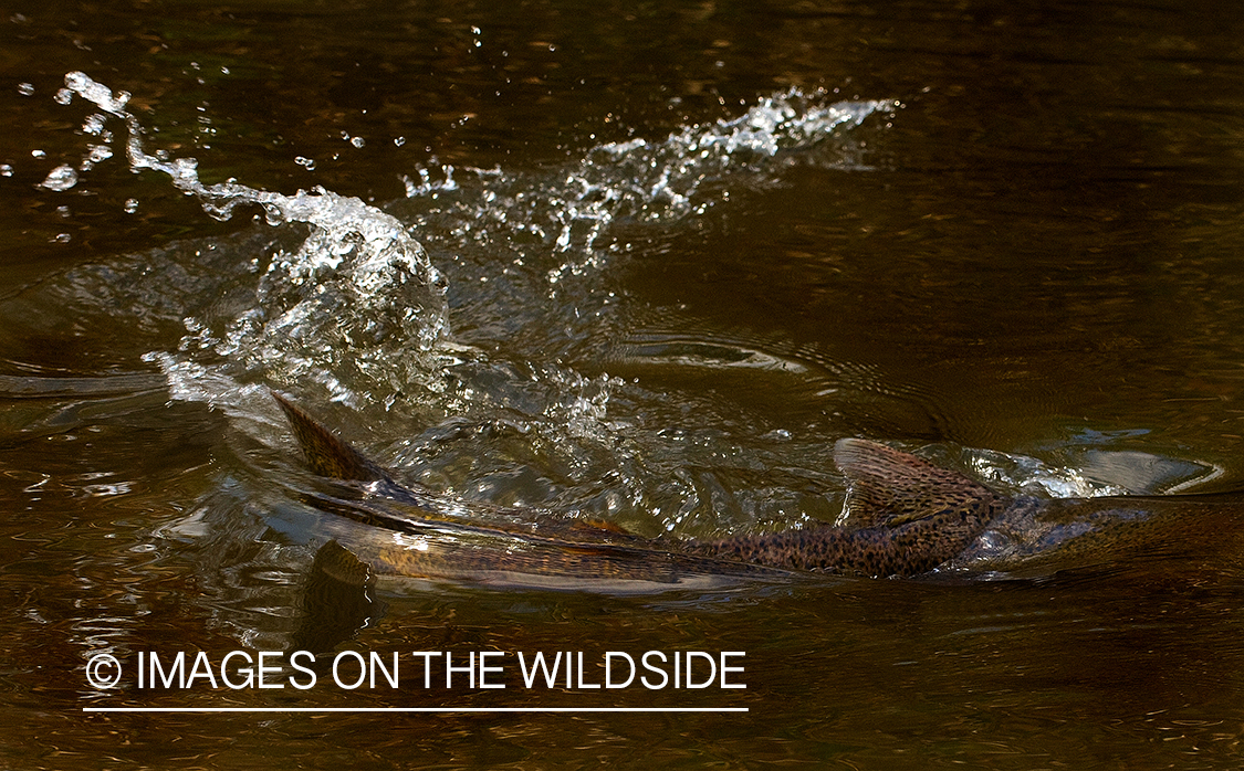 Salmon being released.