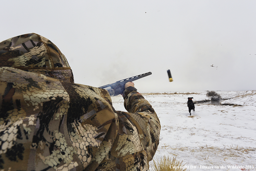 Waterfowl hunter shooting duck with black labrador retriever.