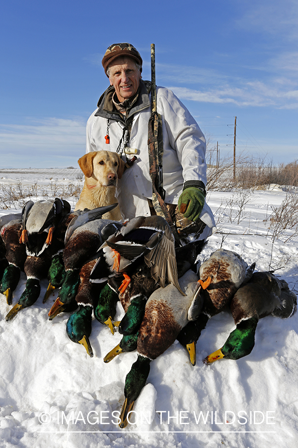 Waterfowl hunter and yellow labrador with bagged mallards in field.