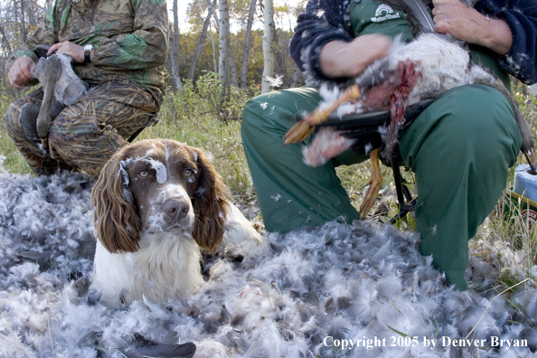 Goose hunters cleaning geese with springer spaniel in feathers.