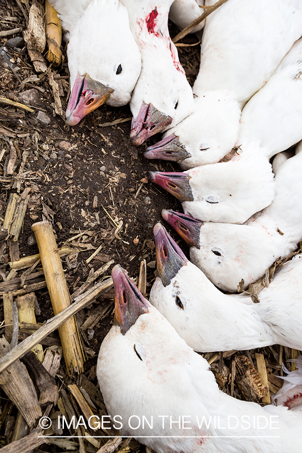 Bagged snow geese.