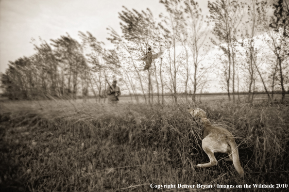 Upland bird hunters with yellow Labrador Retriever, shooting at pheasant. (Original image #11006-054.01)