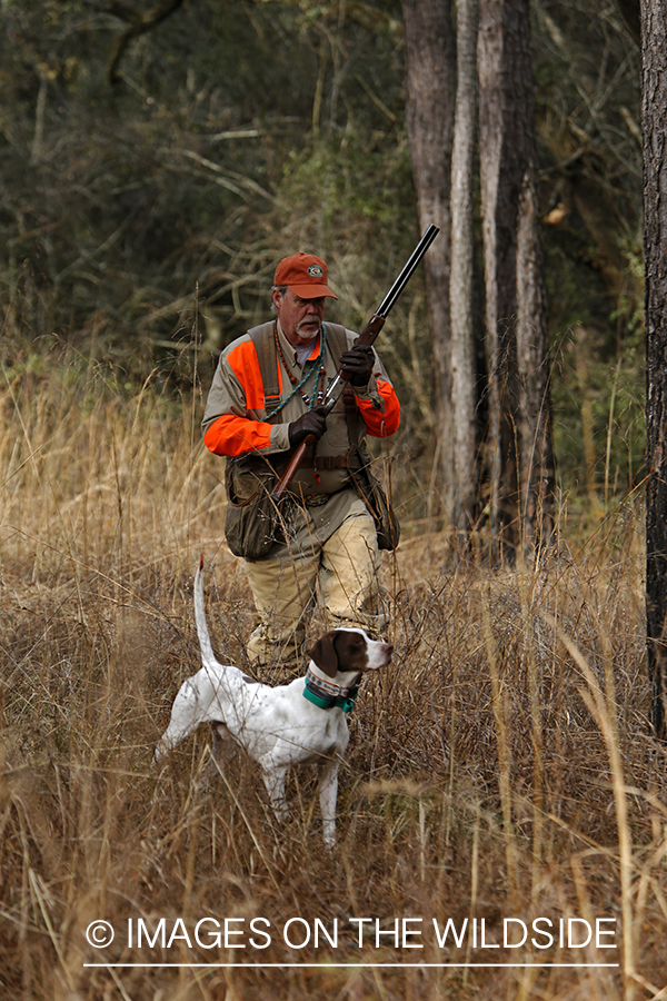 Bobwhite quail hunter in field with english pointer.