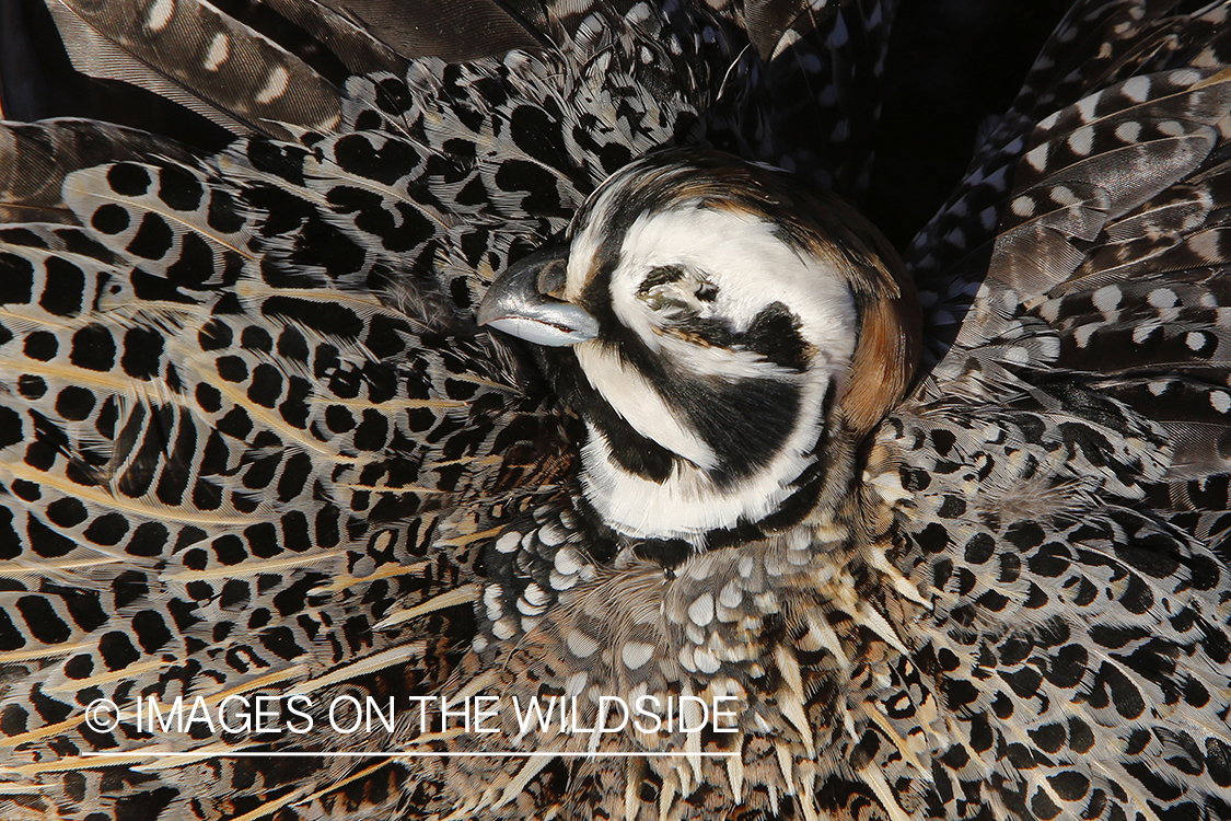 Bagged Mearns quail.