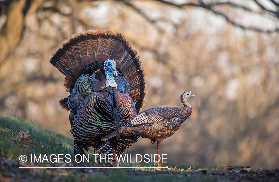 Turkey with decoy.