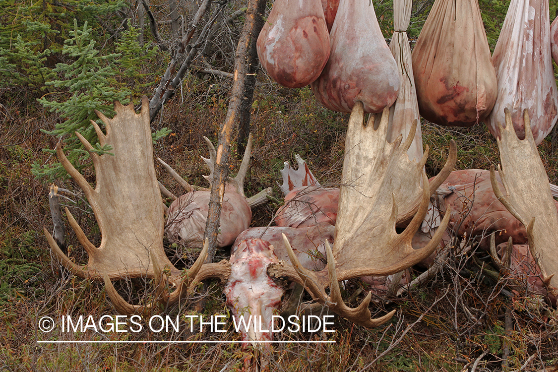 Hunters in camp with butchered moose. 