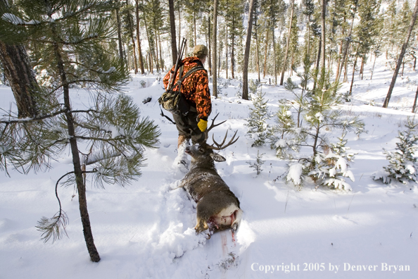 Mule deer hunter drags bagged buck through woods.