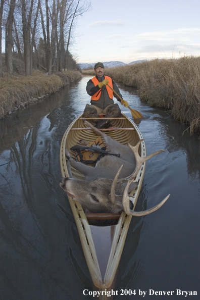 Big game hunter paddling canoe with bagged white-tailed deer in bow.