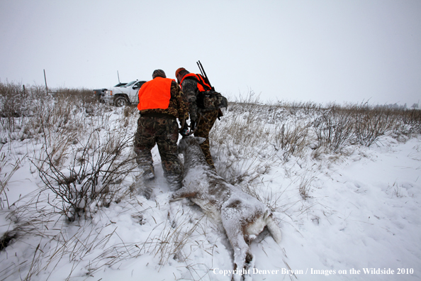 Father and son dragging son's downed white-tail buck though snow