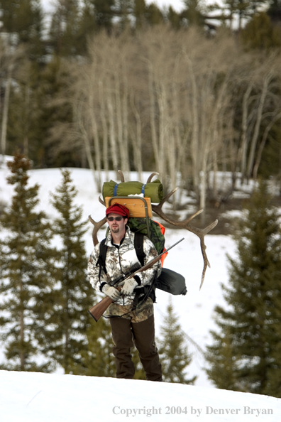 Big game hunter packing elk rack out on snowshoes.